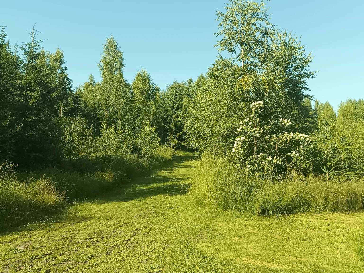 Sonniger Waldweg im Lohwald zwischen jungen Nadelbäumen und Laubbäumen